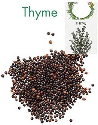 CYBEXIS Thyme Hybrid Herb Seed-100 Seeds Seed