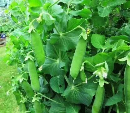 MAA Pea, Green Peas, Matar Seed