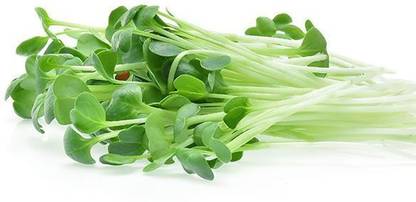 CYBEXIS ALFALFA MICROGREEN SEEDS2800 Seeds Seed
