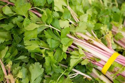 CYBEXIS PAU-11 - Pink Celery Chinese - (2250 Seeds) Seed