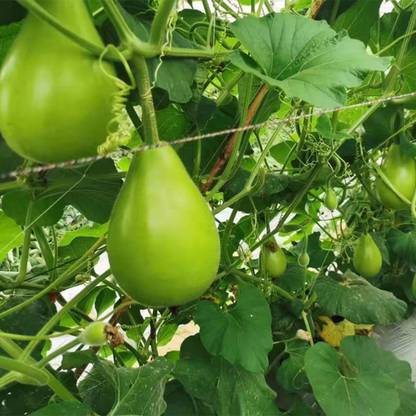 VibeX Round Bottle Gourd (Lauki)"-(100 Gms, 500 Seeds) Seed