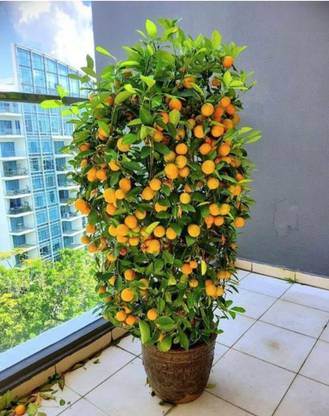 Aywal Malta orange/Kinnow/Kinnu Fruit Seed