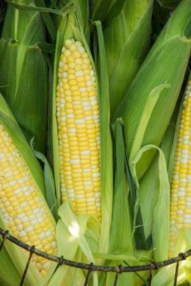 WILLVINE VVI-302 Sweet Corn Gotta Have It Hybrid Seed