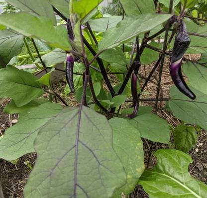 Avysa Chinese String Eggplant Seed