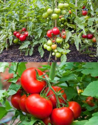 HYBRID Hybrid tomato seeds highest yield Verity very testy fruit 1 pouch Seed