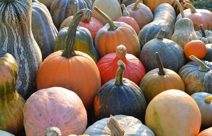 CYBEXIS VXI-2 - Blaze Pumpkin Premium Hybrid Quality - (300 Seeds) Seed