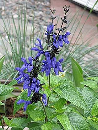 VibeX ® VMR-410 Salvia guaranitica Sage Flower Seeds Seed