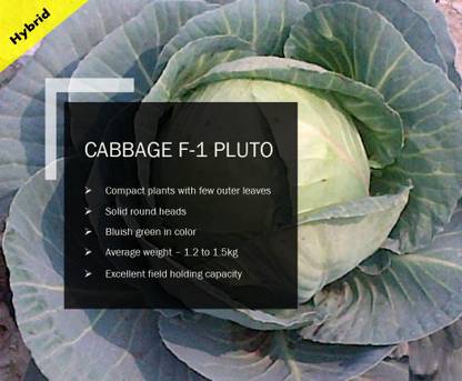 VibeX CABBAGE F-1 PLUTO SEEDS(2500 Seeds) Seed