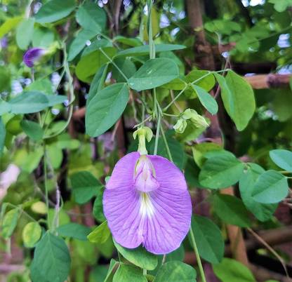 BDSresolve Double petal Nilkatha flower seeds PACK OF 50 Seed