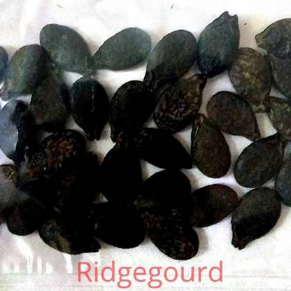 SREE Ridge Guard Seeds, Kitche Gardening Seed, Vegetable Seeds fo Farmng Seed
