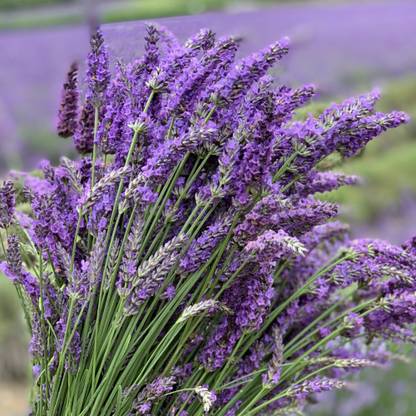 MOOFGA Organic Lavender Herb/Flower Plant Seed