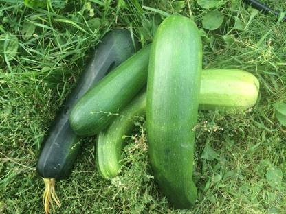 WILLVINE GUA-306 Light Green Zucchini Courgette Squash Seed