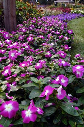 CORUS Vinca Mega Bloom Orchid Halo Seed
