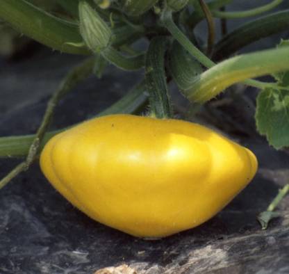 WILLVINE LXI-381 Yellow Bush Scallop Summer Squash Seed