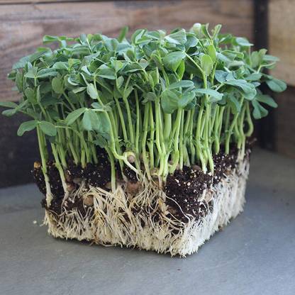 VibeX XL-63 - Speckled Pea Sprouting - (300 Seeds) Seed