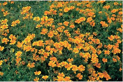 VibeX ® VXI-225 Marigold Tangerine Gem (Orange) Seed
