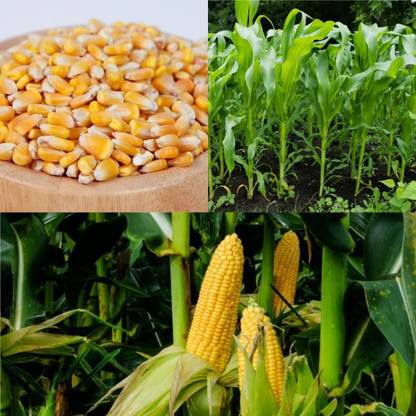 Lorvox Sweet sugar Corn Plant Seed