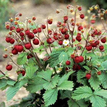 KNESSiN White ALPINE STRAWBERRY Fruit-{200 Seeds} Seed