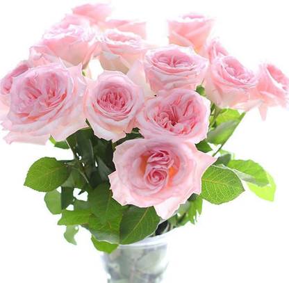 CYBEXIS LX-47 - Litchi Rose - (900 Seeds) Seed