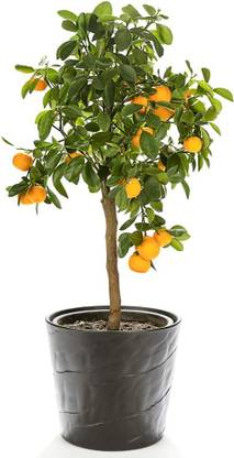 CRGO ™ XII-1105 Lemon Tree Organic Fruit Seeds for Home Garden Seed