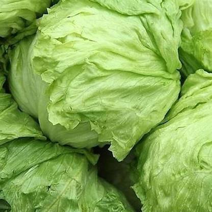 KNESSiN Sweet Lettuce Seed