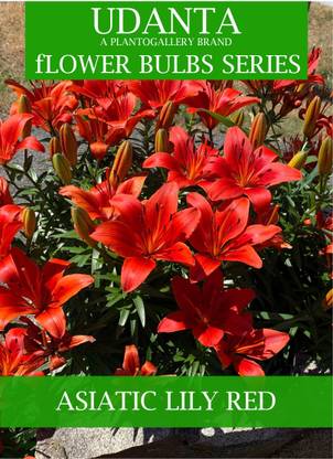 Udanta Asiatic Lily Lilium Flower Bulbs - Pack of 20pcs (Red) Seed
