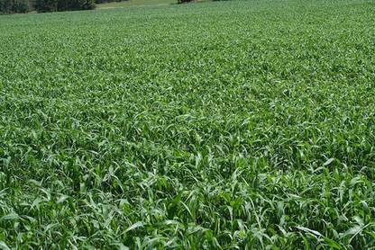 ibains Buffalo grass seeds Seed