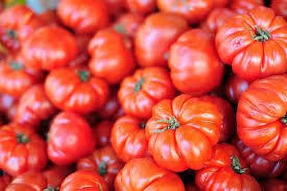 XOLDAA hybrid f1 quality tomato seeds Seed