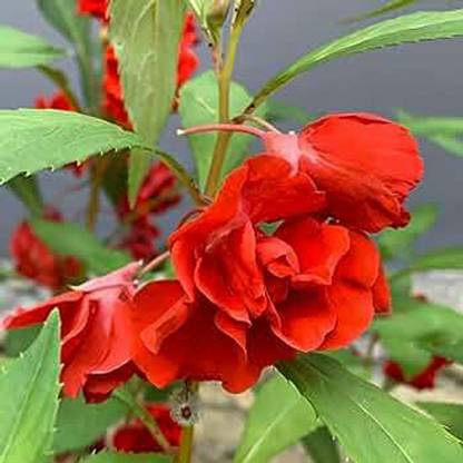 SeeGreen Hybrid BALSAM FLOWER, GUL MEHENDI, BALSAM PHOOL Highgermination_72 Seed