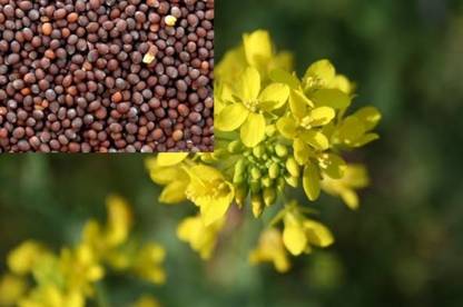 HYBRID Hybrid mustard seeds highest yield Verity 1kg pouch t Seed