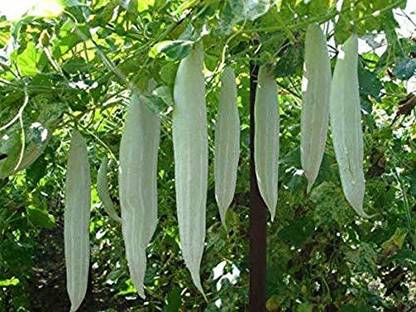 Aywal High Yield Rare Hybrid" Snake Gourd" Chachinda Pudalangai Vegetable Seed