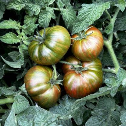 DeodarSeeds Tomato Dwarf Chocolate Lightning Seed