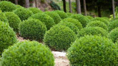 VibeX ® XXL-2 Winter Gem Boxwood Seed
