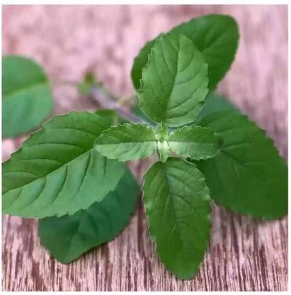 SEEDSART NXC - Gorgeous-Green-Tulsi Seeds " Tulsi seeds " Organic 100 Seeds , j938 Seed