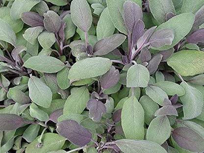 VibeX ® VMR-214 Purple Sage Herb Seeds Seed
