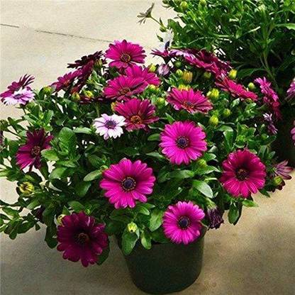 CYBEXIS PAU-11 - Miracle Daisy Dwarf Rare Flower - (180 Seeds) Seed