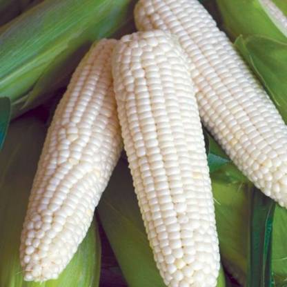 CEZIUS Waxy Conrn Sticky Corn White Glutinous Corn Seed