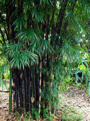 EasySeeds Bamboo Tree, Big Bamboo, Bans, Dendrocalamus Giganteus Seed