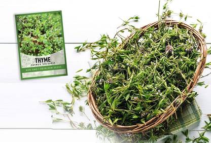 Biosnyg Thyme Thymus Vulgaris Seed