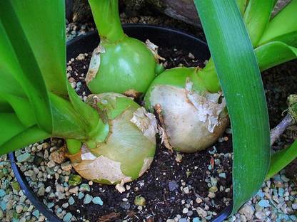 VibeX ® XXL-530 PREGNANT ONION SEEDS Seed
