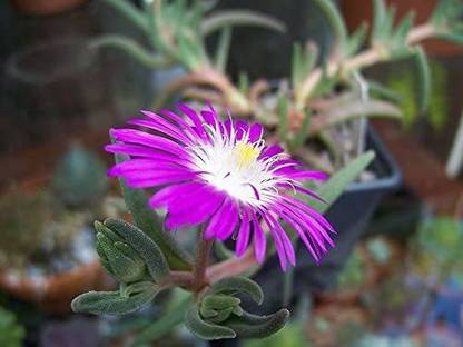 CYBEXIS ICE PLANT Mesembryanthemum Delosperma Floribunda Purple Flower Seeds Seed