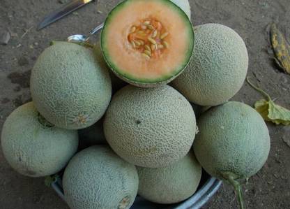 Avysa Musk Melon Seed