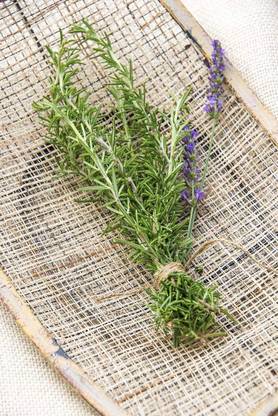 VibeX NBIR-59 - Non-GMO Rosemary - (750 Seeds) Seed