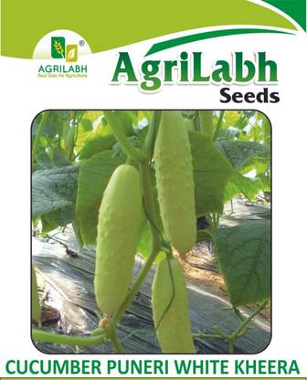 agrilabh CUCUMBER PUNERI WHITE KHEERA, CUCUMBER, seeds of cucumber Seed