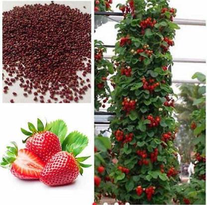 Oliver best Quality strawberry fruit seeds Seed