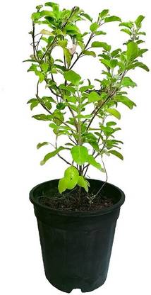 Hybrid Galaxy Tulsi Herb Plant Hybrid Quality Seed