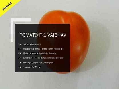 VibeX TOMATO F-1 VAIBHAV SEEDS(1000 Seeds) Seed