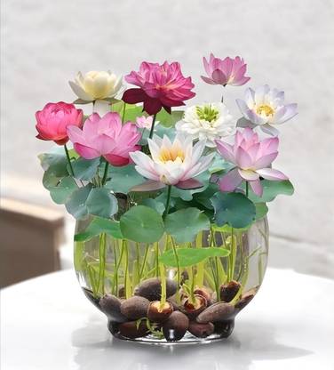 SUAA Premium Lotus Seeds Mixed, Lotus Seeds Mix Colour Flower, Kamal Seed Mixed Seed
