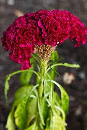BDSresolve Celosia Flower Seeds pack of 29 Seed