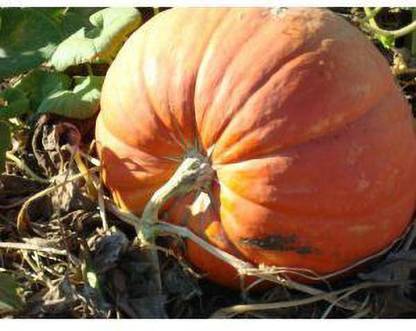 Jevik Autumn-Buckskin-Pumpkin- Seed